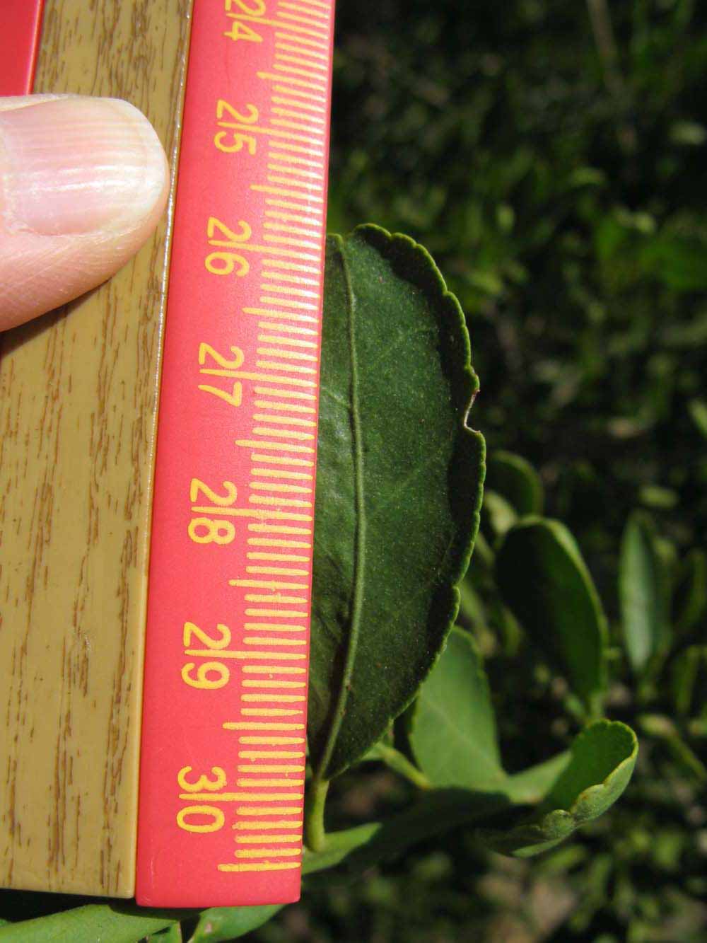              Unifoliolate leaf (Winter Haven, FL)       
